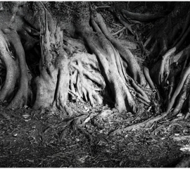 Complex Tree Roots, Lake Navaisha 2018, Archival pigment print